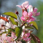 Фото квітки рослини - Яблуня Недзвецького